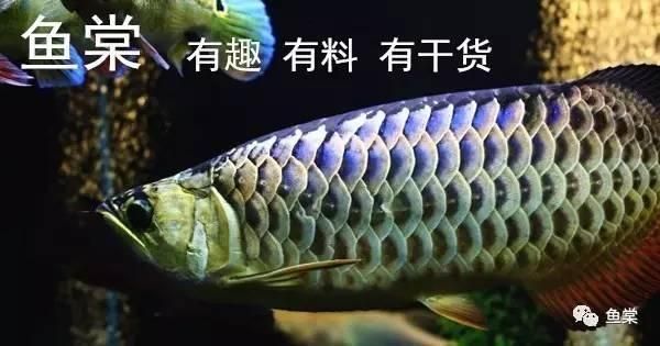 金龍魚幼魚怎么挑選圖解，金龍魚幼魚挑選圖解