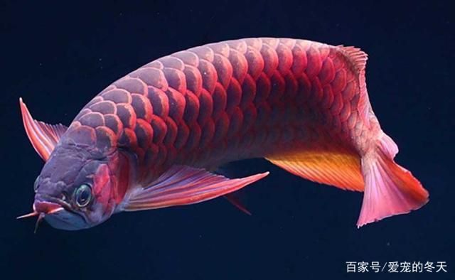 龍魚(yú)怎么選擇，如何挑選龍魚(yú) 龍魚(yú)百科 第2張