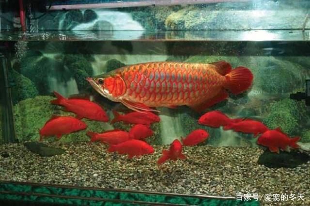 龍魚(yú)怎么選擇，如何挑選龍魚(yú) 龍魚(yú)百科 第5張