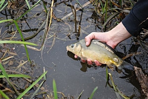 如何預(yù)防銀龍魚松鱗病，如何有效地預(yù)防銀龍魚松鱗病的發(fā)生 觀賞魚市場（混養(yǎng)魚） 第5張