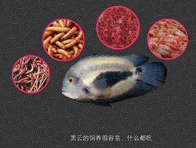 黑云魚(yú)繁殖技巧和難點(diǎn)，提高黑云魚(yú)繁殖成活率方法 觀賞魚(yú)市場(chǎng)（混養(yǎng)魚(yú)） 第4張