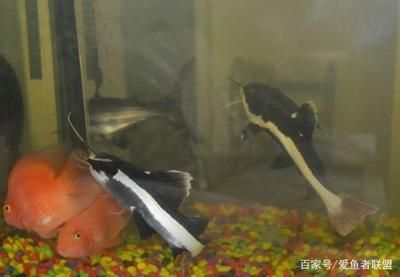 招財(cái)貓魚(yú)苗最佳飼養(yǎng)溫度，招財(cái)貓魚(yú)苗最佳飼養(yǎng)溫度應(yīng)控制在22到28度之間