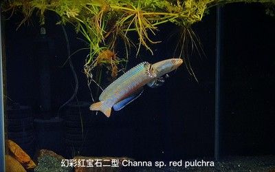 雷龍魚(yú)幻紅能長(zhǎng)多大好養(yǎng)嗎，如何預(yù)防雷龍魚(yú)幻紅攻擊性，雷龍魚(yú)幻紅混養(yǎng)注意事項(xiàng) 龍魚(yú)百科 第3張