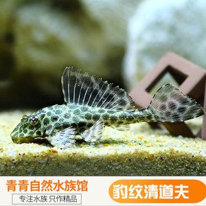 女王大帆魚苗市場趨勢，女王大帆魚苗價格波動因素研究女王大帆魚苗價格波動因素 觀賞魚市場（混養(yǎng)魚） 第2張