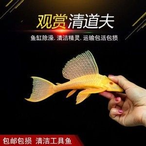 女王大帆魚苗市場趨勢，女王大帆魚苗價格波動因素研究女王大帆魚苗價格波動因素 觀賞魚市場（混養(yǎng)魚） 第5張