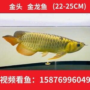 金龍魚活魚價格多少，金龍魚活魚的價格 龍魚百科 第2張