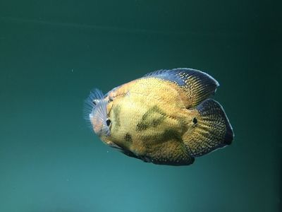 龍魚短身好還是長身好呢，長身龍魚和短身龍魚各有千秋 龍魚百科 第1張