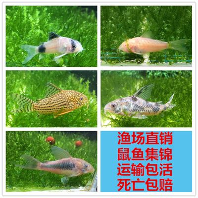 三間鼠魚苗疾病預防措施，三間鼠魚苗疾病預防措施是確保養(yǎng)殖成功的關鍵 觀賞魚市場（混養(yǎng)魚） 第1張