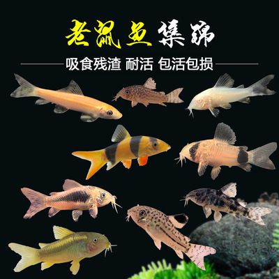 三間鼠魚苗疾病預防措施，三間鼠魚苗疾病預防措施是確保養(yǎng)殖成功的關鍵 觀賞魚市場（混養(yǎng)魚） 第4張