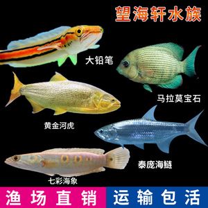 馬拉莫寶石魚(yú)，如何挑選健康的馬拉莫寶石魚(yú) 觀賞魚(yú)市場(chǎng)（混養(yǎng)魚(yú)） 第1張