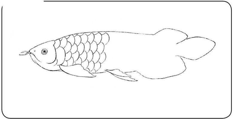 龍魚畫畫，工筆畫龍魚簡筆畫入門步驟彩色鉛筆畫龍魚色彩搭配