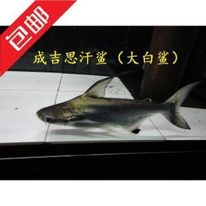 成吉思汗鯊與普通鯊魚(yú)區(qū)別，成吉思汗鯊與其他鯊魚(yú)混養(yǎng)注意事項(xiàng) 觀賞魚(yú)市場(chǎng)（混養(yǎng)魚(yú)） 第5張