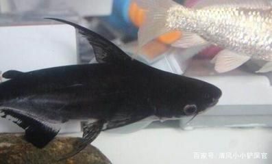 成吉思汗鯊與普通鯊魚(yú)區(qū)別，成吉思汗鯊與其他鯊魚(yú)混養(yǎng)注意事項(xiàng) 觀賞魚(yú)市場(chǎng)（混養(yǎng)魚(yú)） 第2張