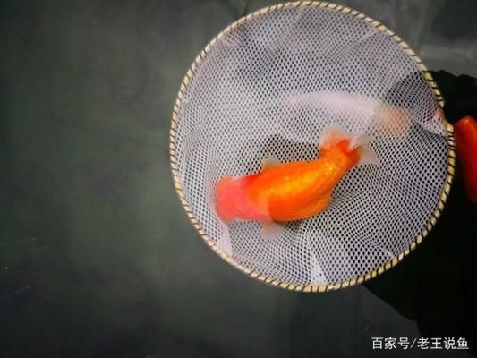 金三間魚繁殖技術(shù)指南，金三間魚的繁殖技術(shù)指南 觀賞魚市場（混養(yǎng)魚） 第3張