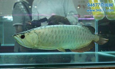 金龍魚銀龍魚是淡水魚嗎 龍魚百科 第5張