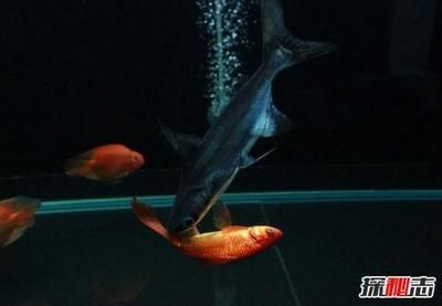 成吉思汗鯊幼魚(yú)初期飼養(yǎng)技巧，成吉思汗鯊幼魚(yú)飼養(yǎng)技巧 觀賞魚(yú)市場(chǎng)（混養(yǎng)魚(yú)） 第2張