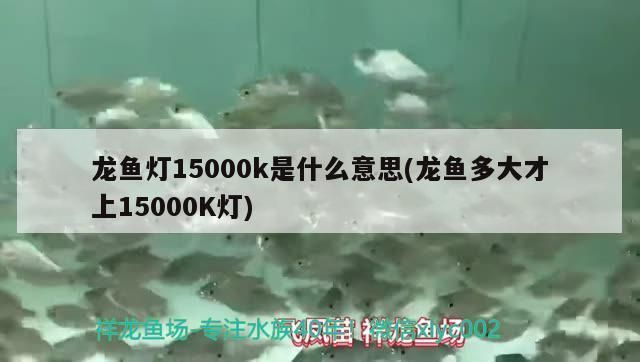 龍魚燈k值越低，龍魚燈k值對龍魚的健康和色彩展示有著重要影響