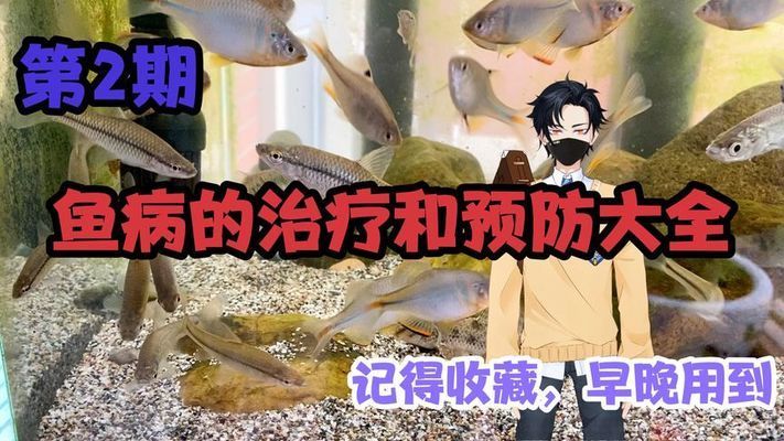 紅尾平克魚爛頭病治療方法，紅尾平克魚爛頭病的治療方法 觀賞魚市場（混養(yǎng)魚） 第2張