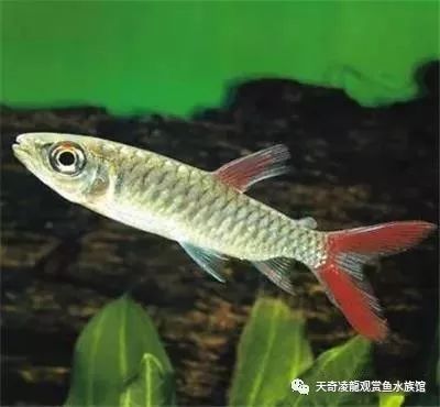 紅尾平克魚爛頭病治療方法，紅尾平克魚爛頭病的治療方法 觀賞魚市場（混養(yǎng)魚） 第4張