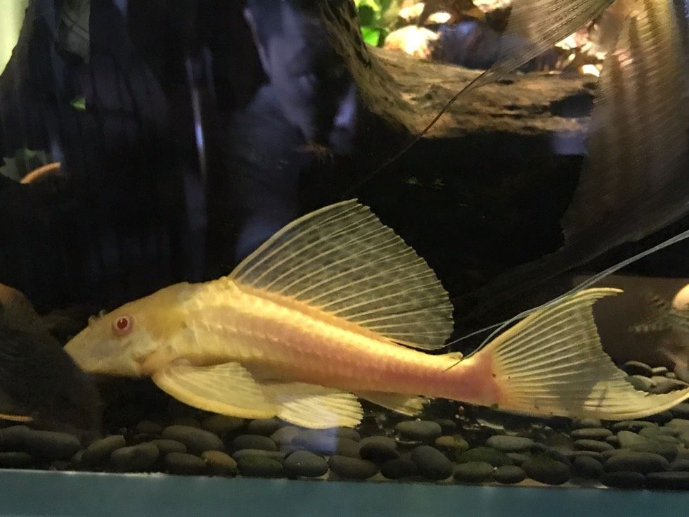 女王大帆魚(yú)夜行性喂食技巧，女王大帆魚(yú)夜行性魚(yú)類飼料選擇指南女王大帆魚(yú)喂食技巧