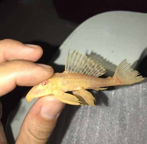 女王大帆魚夜行性喂食技巧，女王大帆魚夜行性魚類飼料選擇指南女王大帆魚喂食技巧 觀賞魚市場(chǎng)（混養(yǎng)魚） 第4張