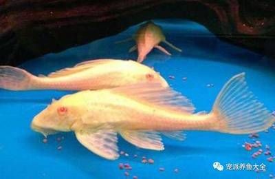 女王大帆魚夜行性喂食技巧，女王大帆魚夜行性魚類飼料選擇指南女王大帆魚喂食技巧 觀賞魚市場(chǎng)（混養(yǎng)魚） 第5張