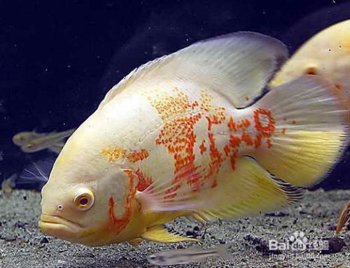 地圖魚(yú)食物選擇偏好，地圖魚(yú)的食物選擇偏好 觀賞魚(yú)市場(chǎng)（混養(yǎng)魚(yú)） 第2張