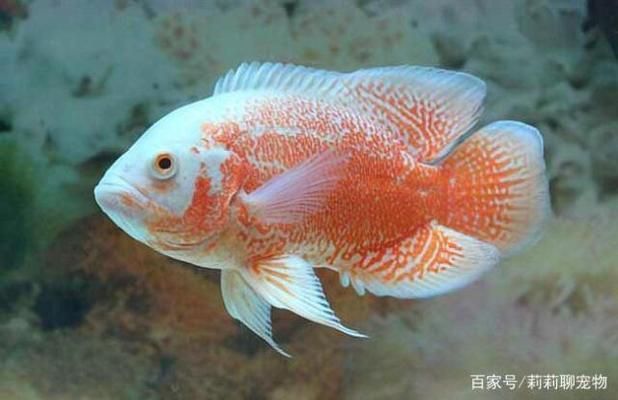 地圖魚(yú)食物選擇偏好，地圖魚(yú)的食物選擇偏好 觀賞魚(yú)市場(chǎng)（混養(yǎng)魚(yú)） 第4張