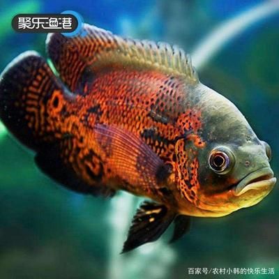 七星系地圖魚最佳飼養(yǎng)環(huán)境，七星系地圖魚最佳飼養(yǎng)環(huán)境介紹 觀賞魚市場(chǎng)（混養(yǎng)魚） 第3張