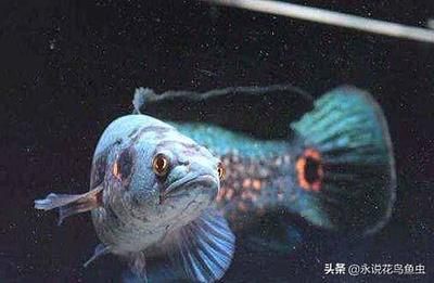 夢(mèng)幻雷龍魚(yú)，養(yǎng)殖夢(mèng)幻雷龍魚(yú)需要注意以下幾個(gè)方面 觀賞魚(yú)市場(chǎng)（混養(yǎng)魚(yú)） 第4張