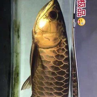 金龍魚極品古典藍(lán)價格，極品古典藍(lán)金龍魚價格走勢分析 龍魚百科 第3張