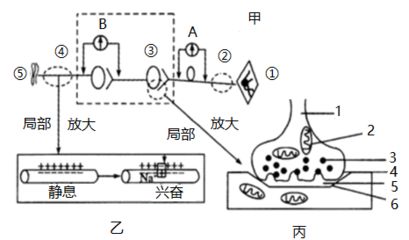 局部麻醉藥對神經(jīng)的修復(fù)能力，局部麻醉藥對神經(jīng)修復(fù)的具體機(jī)制 觀賞魚市場（混養(yǎng)魚） 第2張