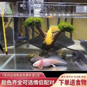 六角恐龍魚怎么配對，六角恐龍魚的配對及注意事項