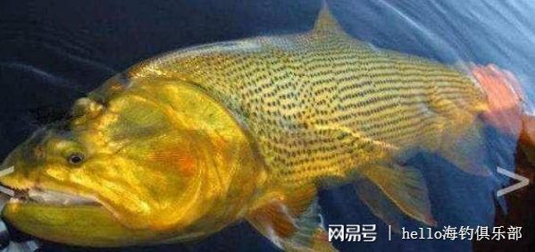 黃金河虎魚品種價格對比，不同品種的黃金河虎魚價格會有所不同 觀賞魚市場（混養(yǎng)魚） 第5張