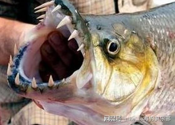 黃金河虎魚品種價格對比，不同品種的黃金河虎魚價格會有所不同 觀賞魚市場（混養(yǎng)魚） 第4張