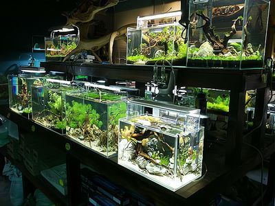 祥龍水族館加盟優(yōu)勢(shì)分析，祥龍水族館加盟條件詳解