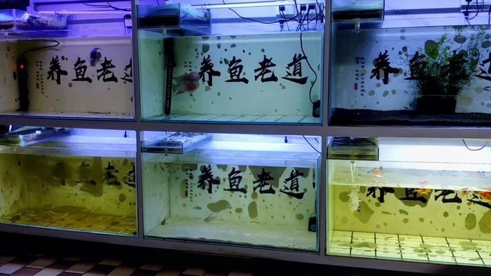 觀賞魚換水最佳時(shí)機(jī) 觀賞魚市場(chǎng)（混養(yǎng)魚） 第5張