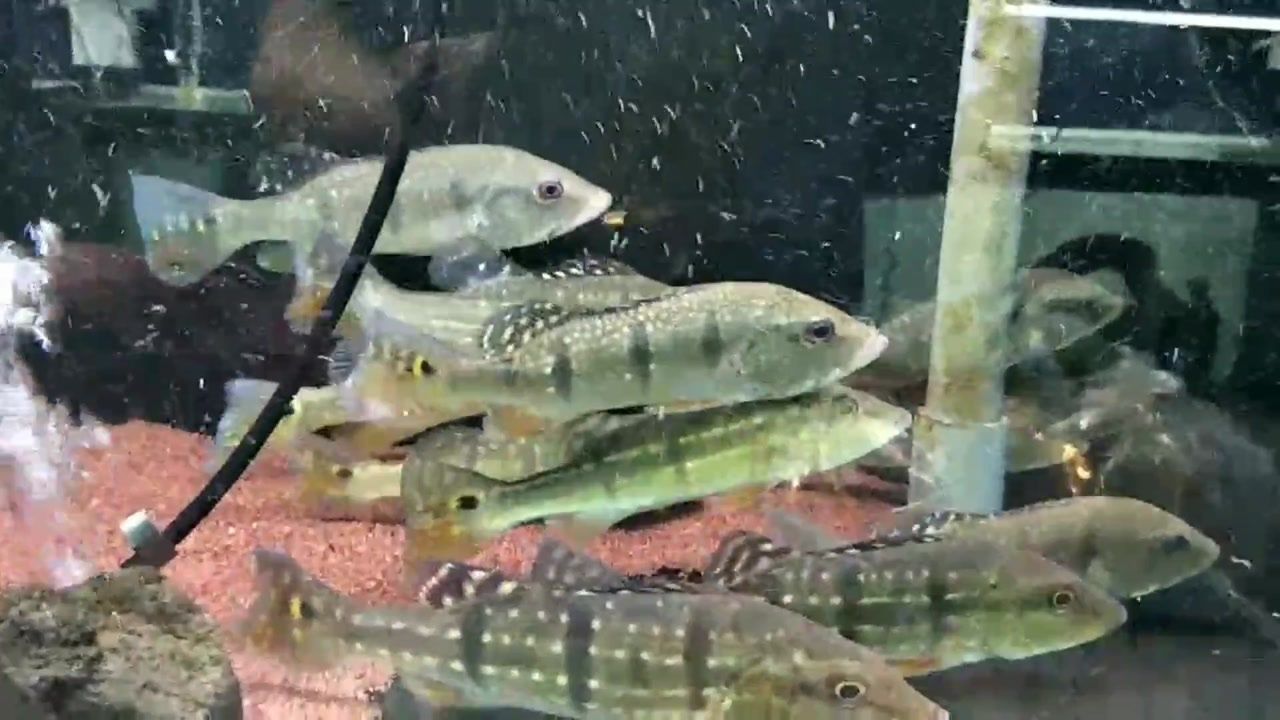 帝王三間魚幼魚飼養(yǎng)要點，帝王三間魚水質(zhì)管理技巧 觀賞魚市場（混養(yǎng)魚） 第4張