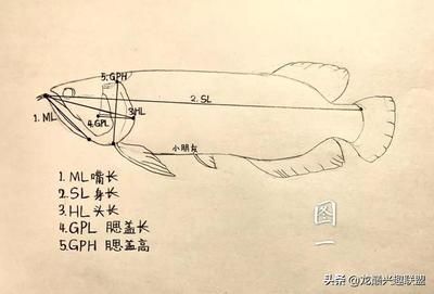 龍魚雌雄結(jié)構(gòu)圖解大全，金龍魚與紅龍魚的區(qū)別 龍魚百科 第3張