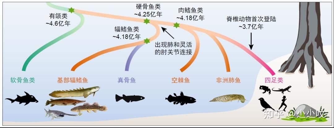 肺魚基因組研究的未來方向，探討肺魚基因組研究的主要方向 觀賞魚市場（混養(yǎng)魚） 第4張