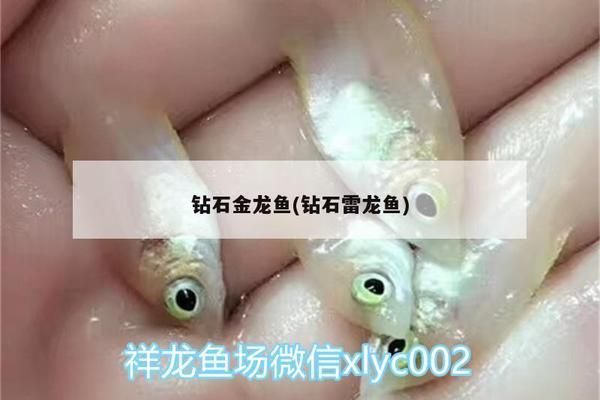 金龍魚鉆石卡過期了還能用嗎，金龍魚鉆石卡一旦過期不再具備原有的優(yōu)惠和特權(quán)功能 龍魚百科 第2張