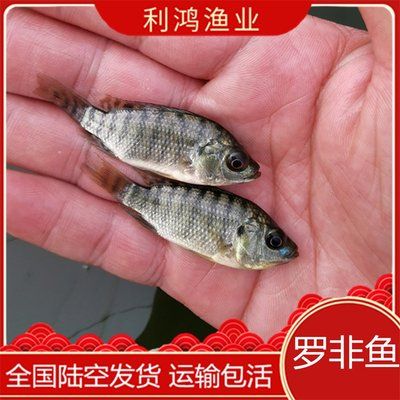 買紅龍魚的日記三年級作文怎么寫呀，——紅龍魚的日常飲食指南 龍魚百科 第2張