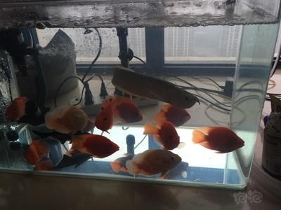 龍魚剛回來不開口，龍魚剛回來不開口怎么辦 龍魚百科 第3張