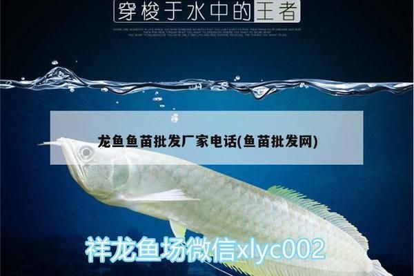 龍魚魚苗哪里批發(fā)好，尋找優(yōu)質(zhì)的龍魚魚苗進行批發(fā)需要考慮多個因素，需要考慮多個因素