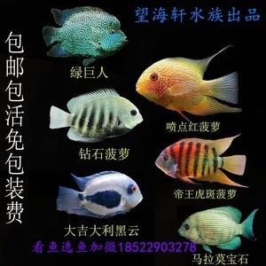 噴點(diǎn)菠蘿魚飼料品牌推薦，關(guān)于噴點(diǎn)菠蘿魚飼料品牌推薦沒有找到直接相關(guān)的答案 觀賞魚市場（混養(yǎng)魚） 第2張