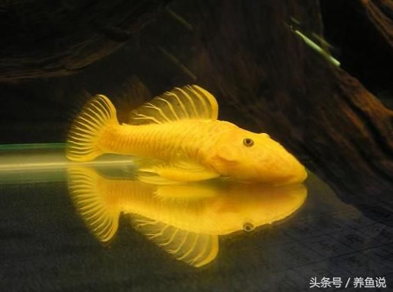 黃金達(dá)摩，24k黃金達(dá)摩的價(jià)格范圍 觀賞魚市場（混養(yǎng)魚） 第4張