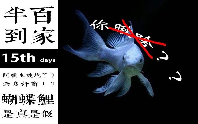 如何判斷龍鳳鯉魚品質(zhì)，如何判斷龍鳳鯉魚的品質(zhì) 觀賞魚市場（混養(yǎng)魚） 第4張