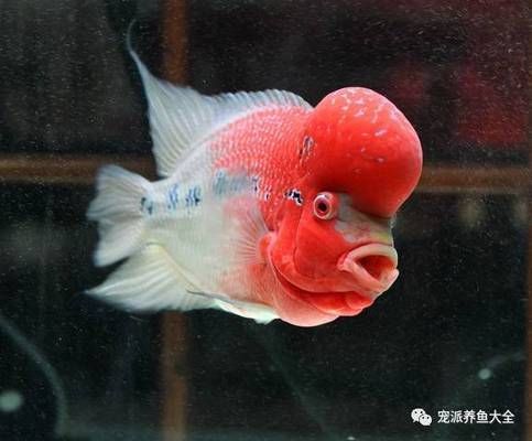 羅漢魚(yú)養(yǎng)殖難度對(duì)比，羅漢魚(yú)養(yǎng)殖難度對(duì)比分析 觀賞魚(yú)市場(chǎng)（混養(yǎng)魚(yú)） 第2張