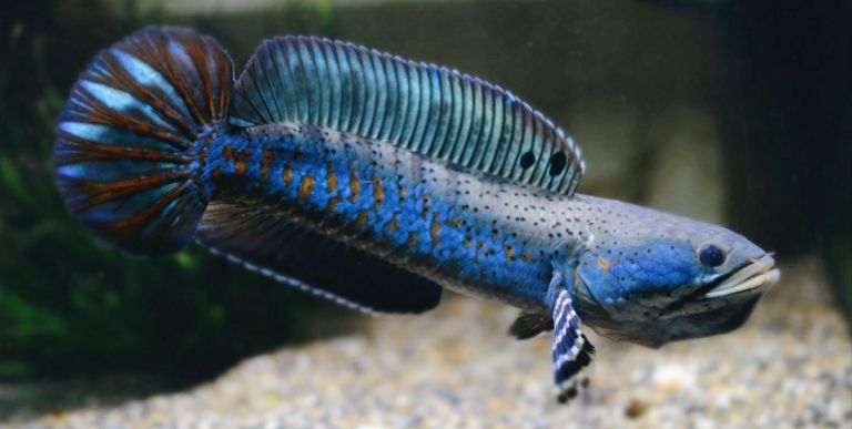 雷龍魚的飼養(yǎng)，雷龍魚常見疾病及防治，雷龍魚色彩鮮艷的秘訣