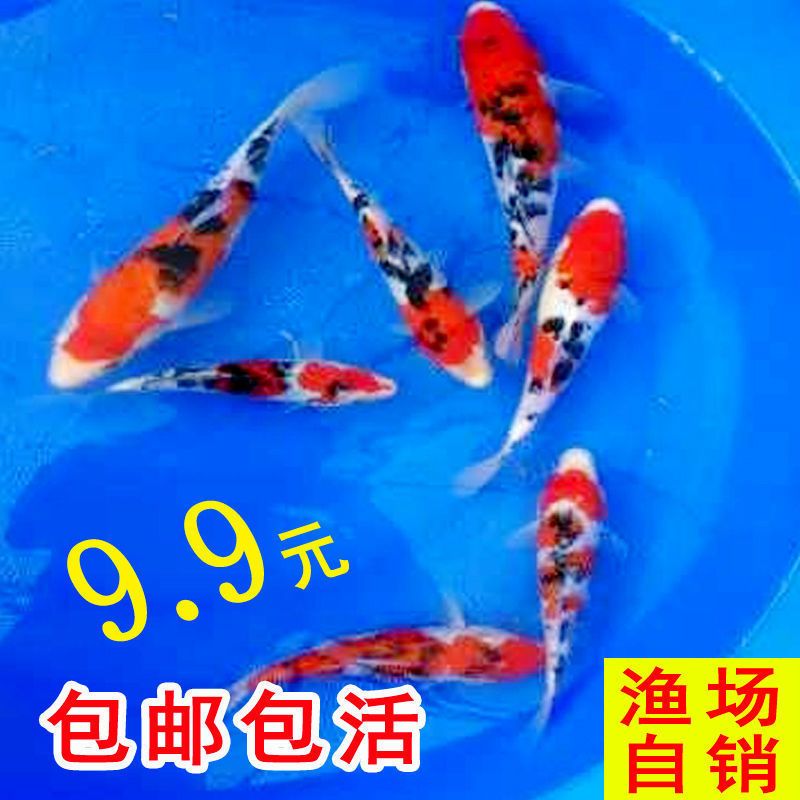 大正錦鯉常見(jiàn)疾病預(yù)防方法，大正錦鯉常見(jiàn)疾病及其預(yù)防方法 觀賞魚市場(chǎng)（混養(yǎng)魚） 第1張